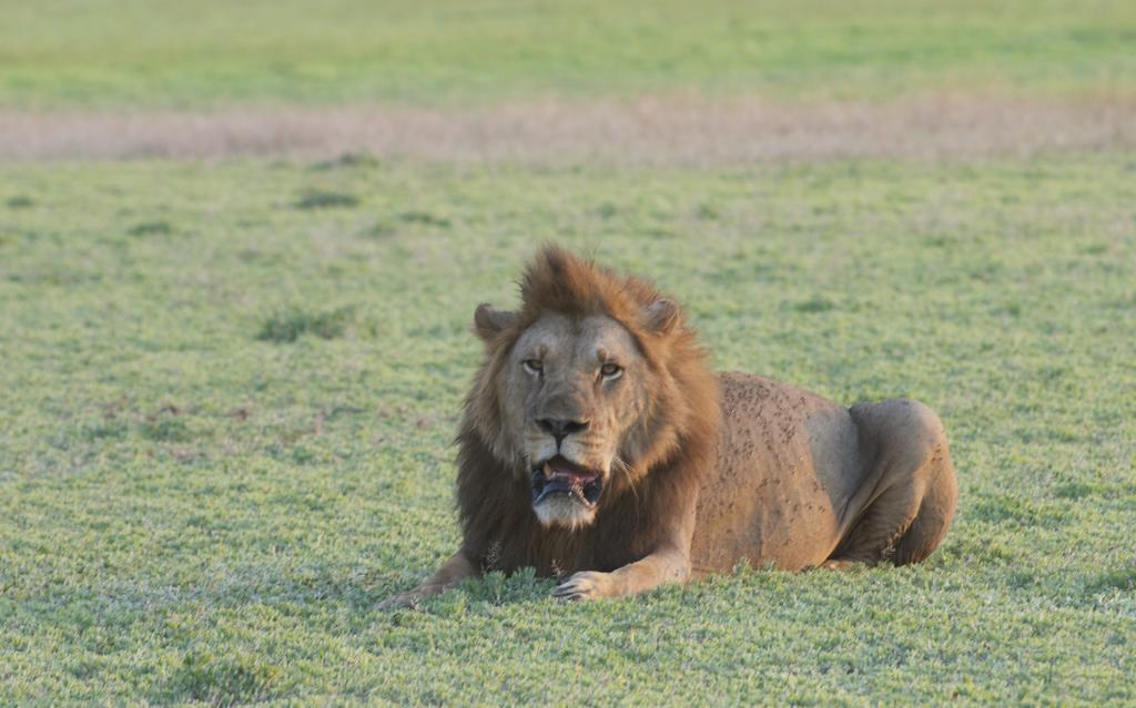 Montebelo Gorongosa Lodge & Safari Mtindiri Exterior photo